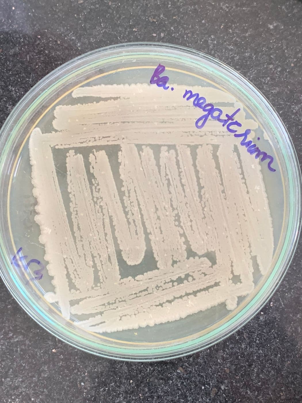 Đĩa cấy tươi chủng Bacillus megaterium