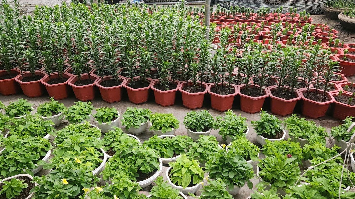 Cây cảnh và hoa trong chậu tại mô hình