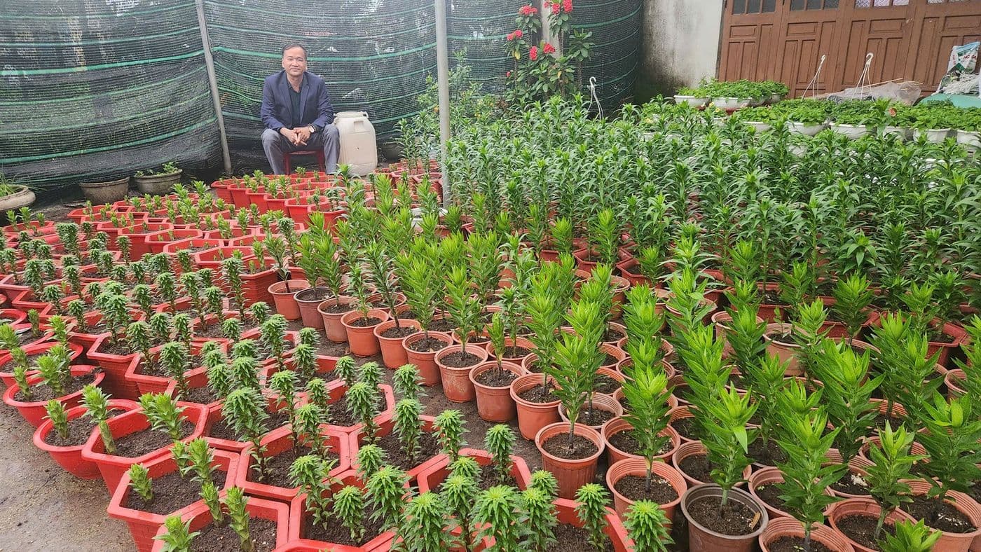 Vườn hoa, cây cảnh trồng chậu trên giá thể hữu cơ