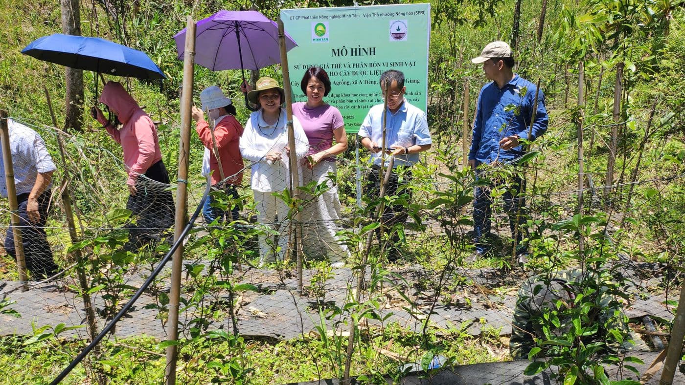 Vườn mô hình cây ba kích, thôn Agrồng, xã A Tiêng