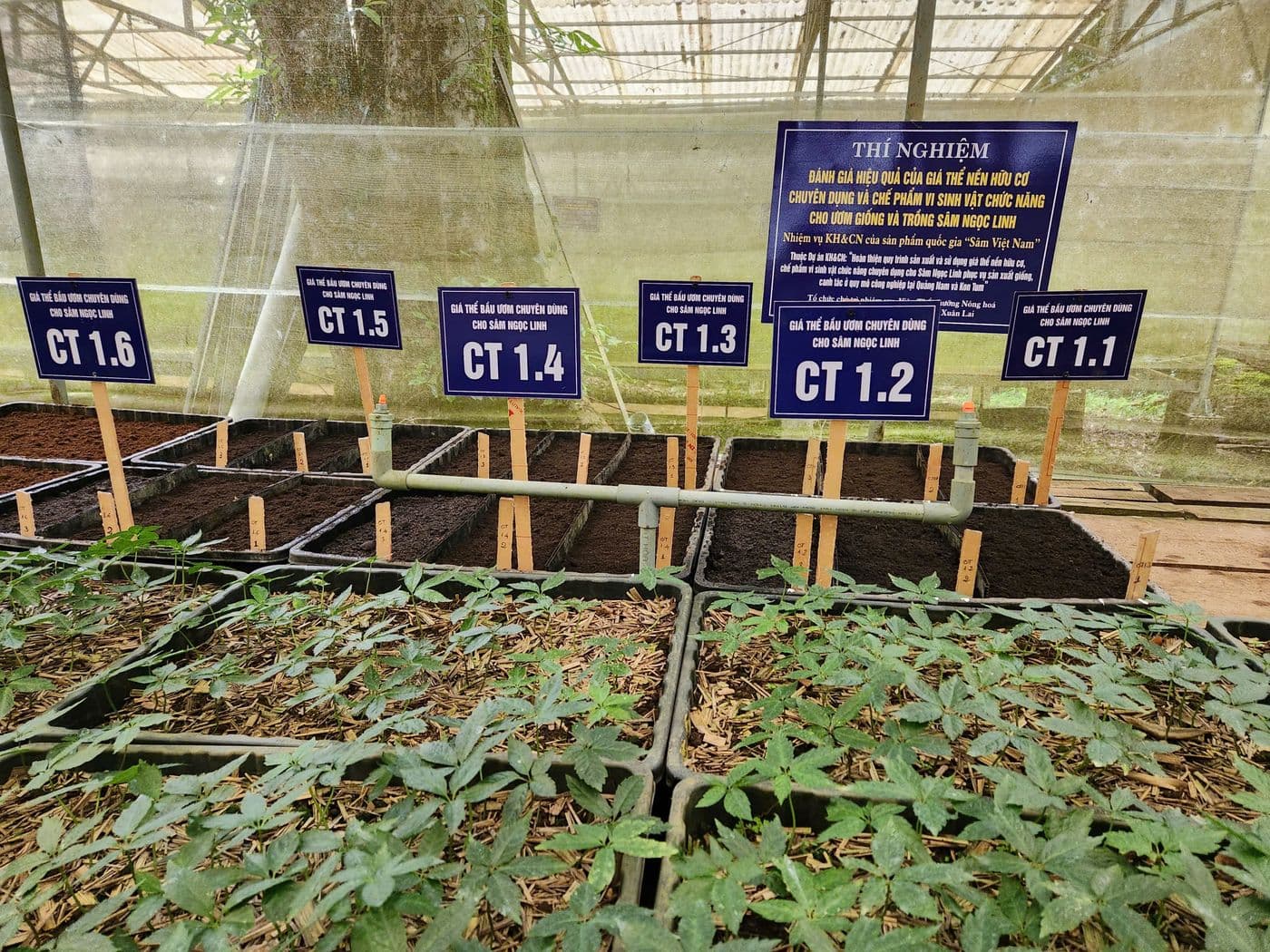 Thí nghiệm các công thức giá thể bầu ươm cho sâm Ngọc Linh trong nhà lưới