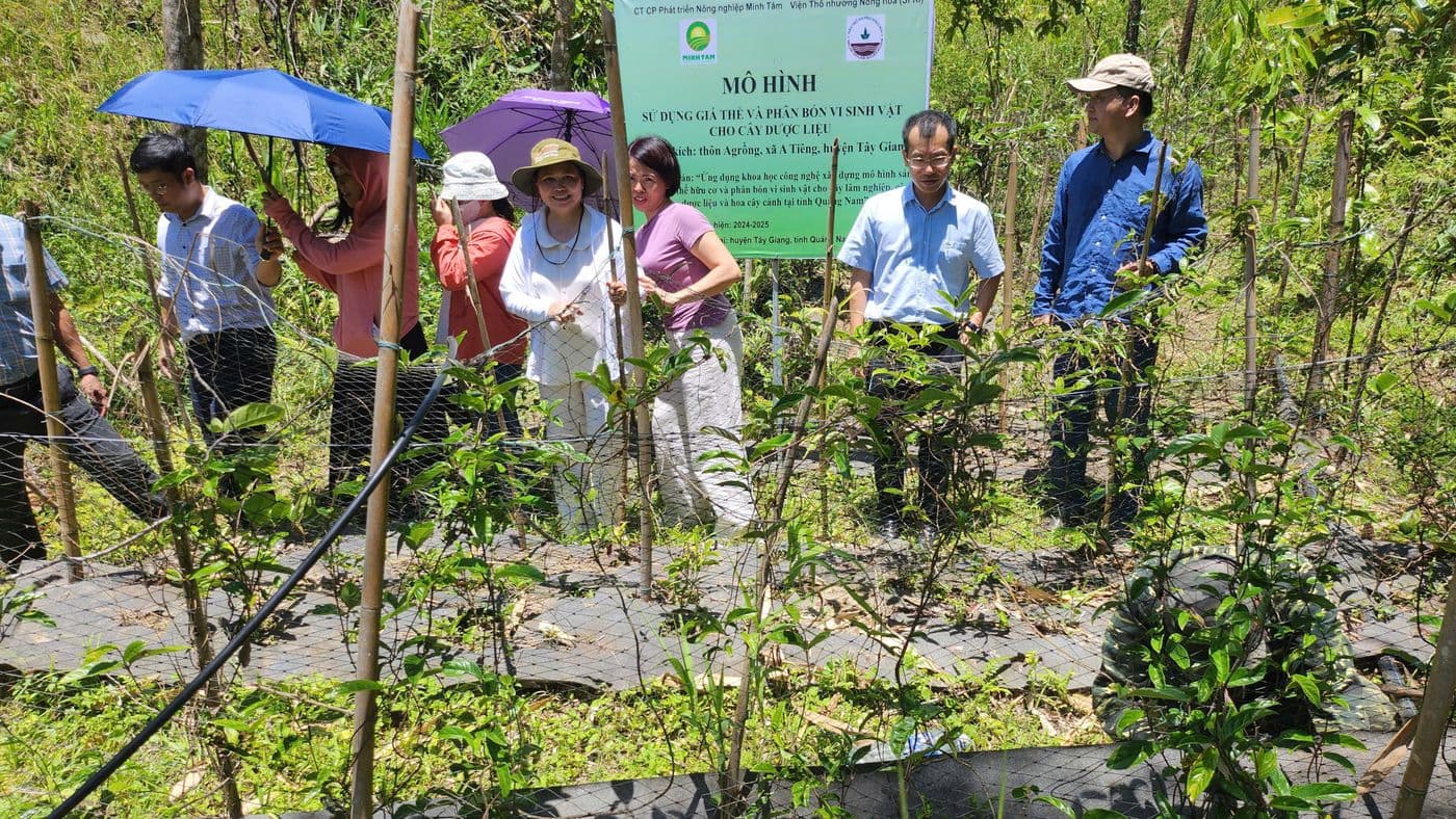 Tham quan vườn ba kích trên đất đồi ở Tây Giang