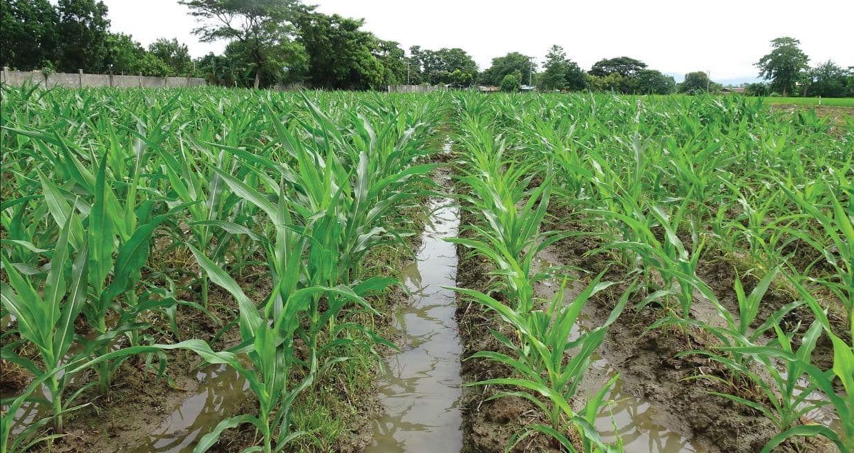 Ruộng ngô trong thử nghiệm NEB của Agmor Inc. (Hoa Kỳ)